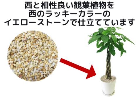 西 植物 風水|西のパワーを活かす風水と観葉植物で金運アップ！